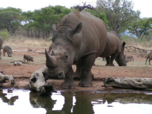 Anns Rhino